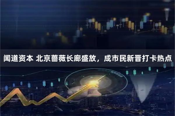 闻道资本 北京蔷薇长廊盛放，成市民新晋打卡热点